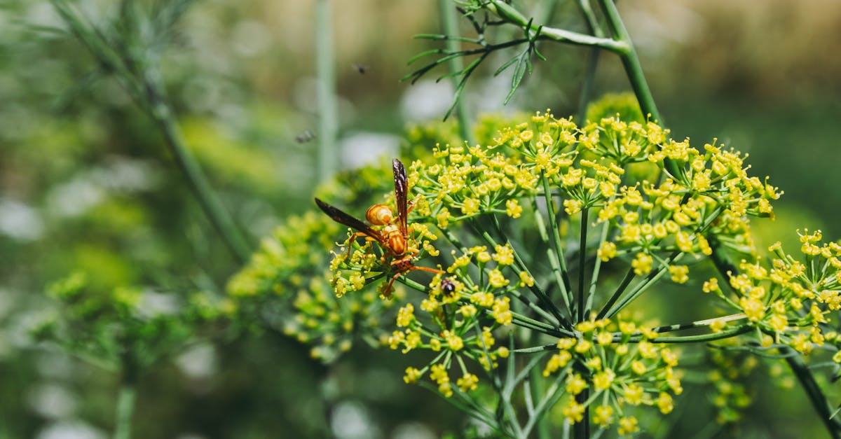 Fennel