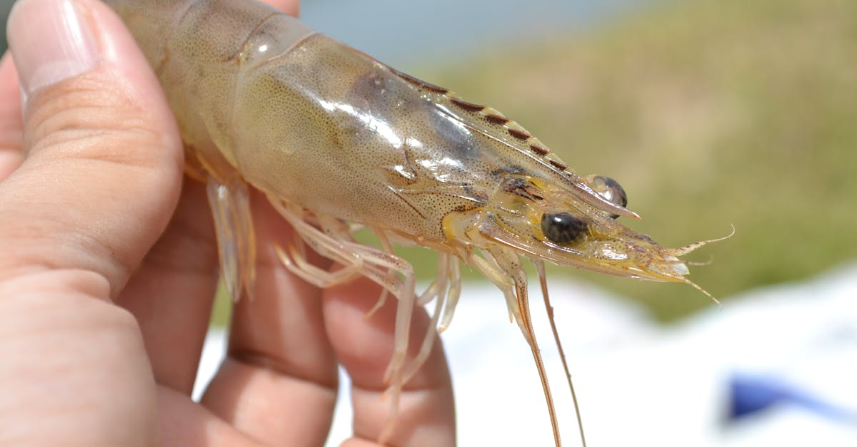 Freshwater Prawn (Scampi) Farming farming