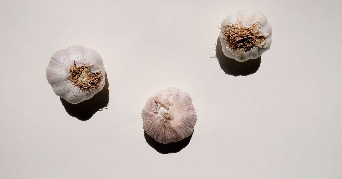 Garlic
