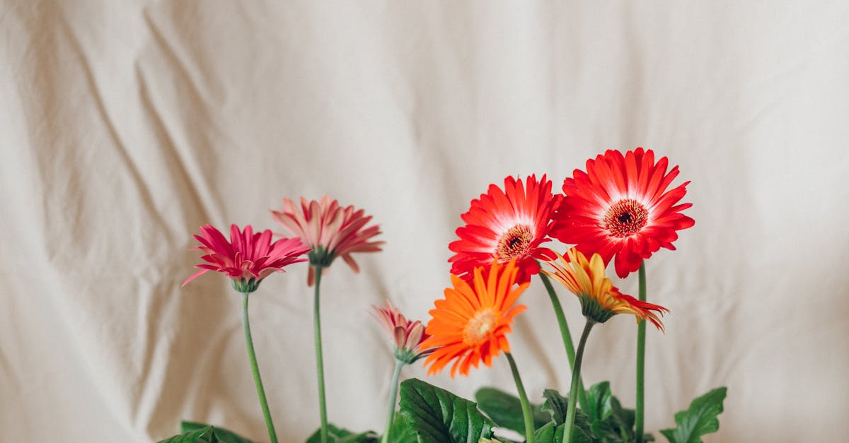 Floriculture (Cut Flowers)