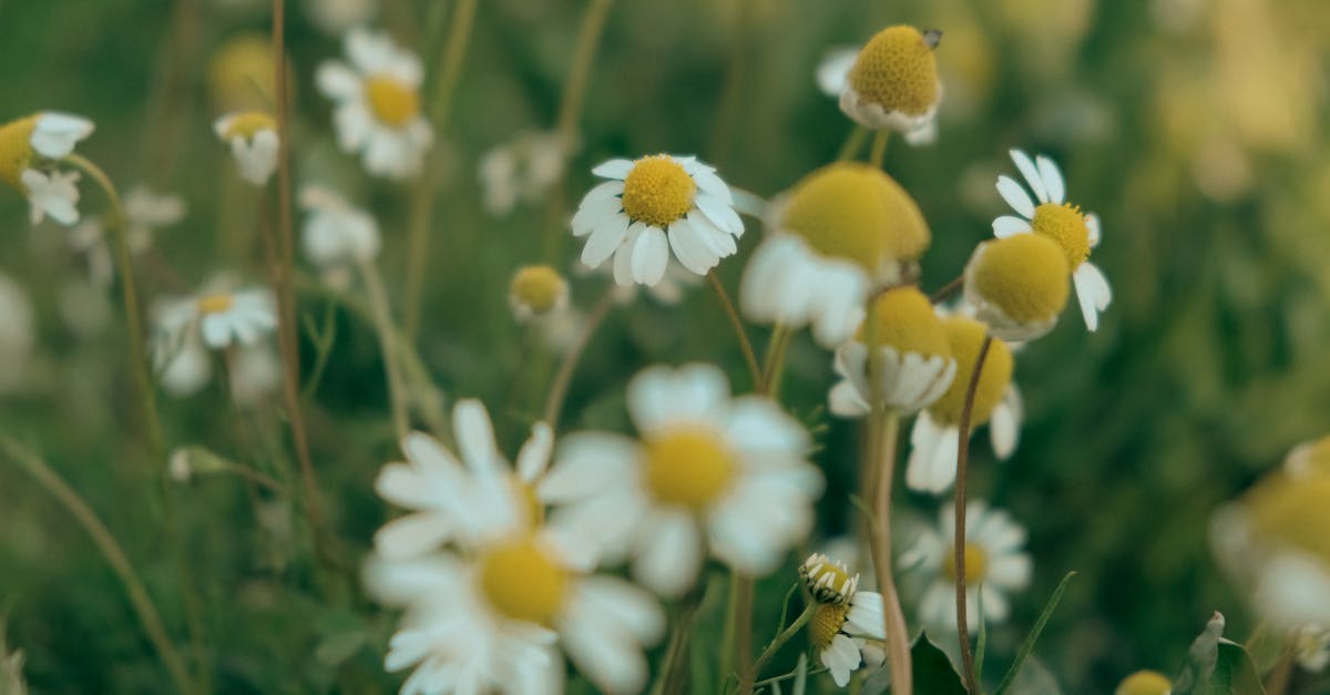 German Chamomile farming