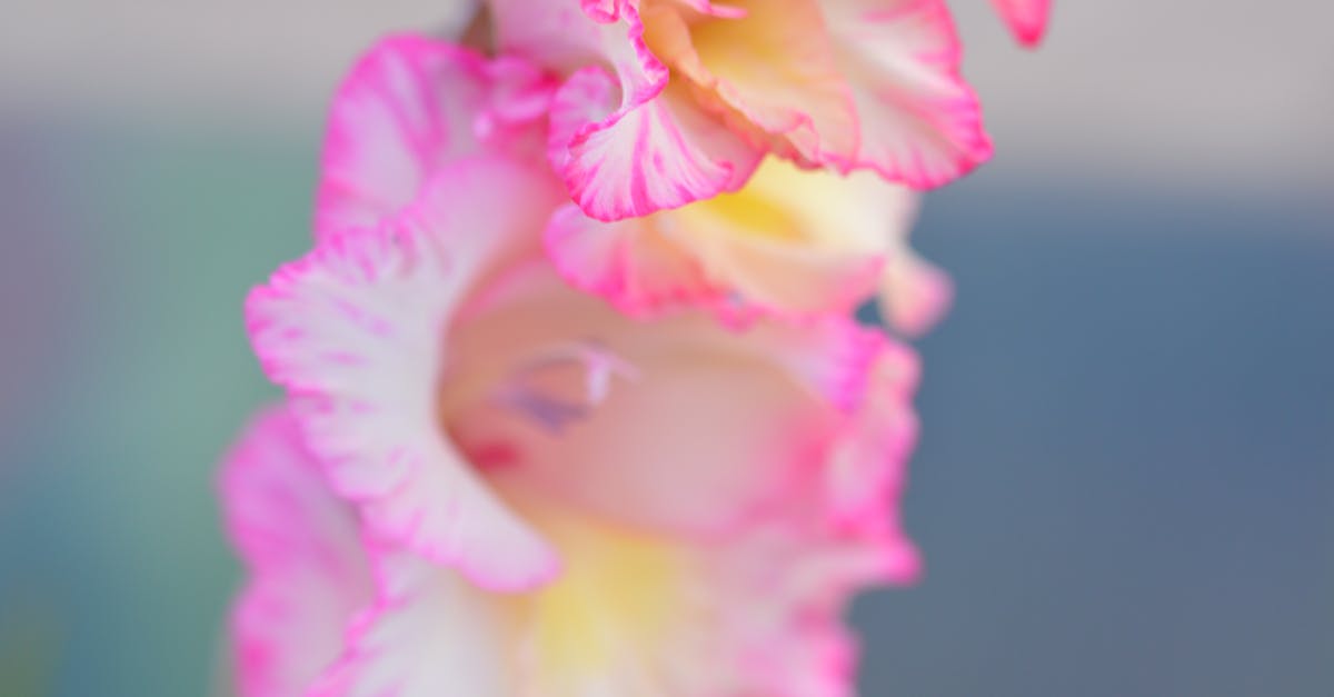 Gladiolus farming