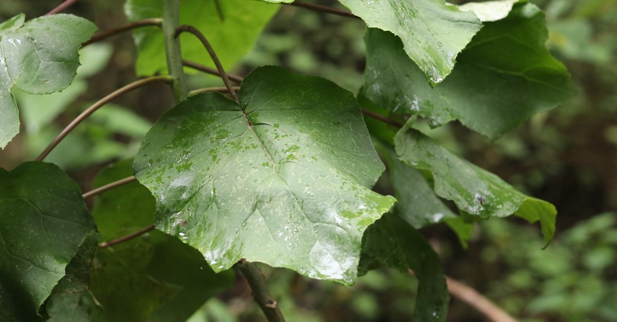 Gmelina Arborea farming