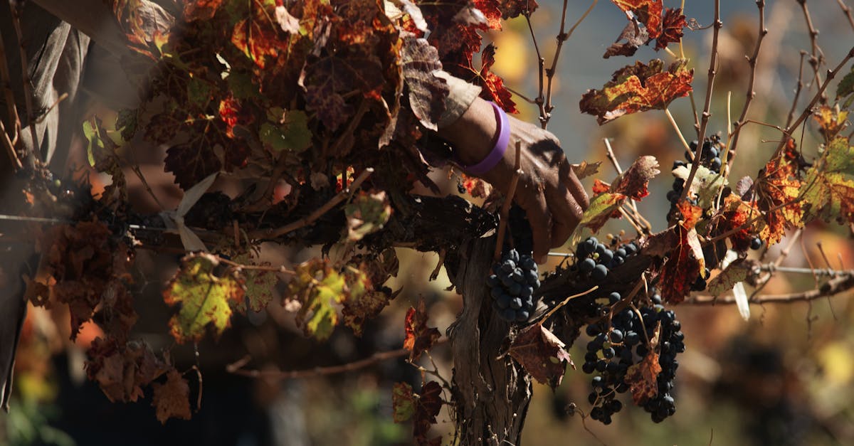 Grapes (Thompson Seedless)