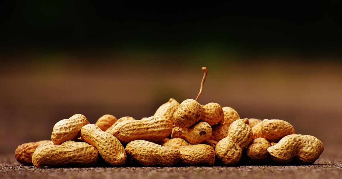 Groundnut (Peanut)