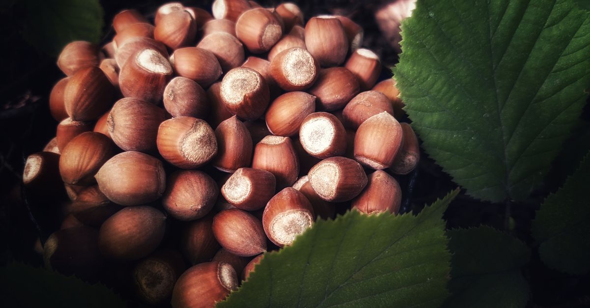 Hazelnut farming