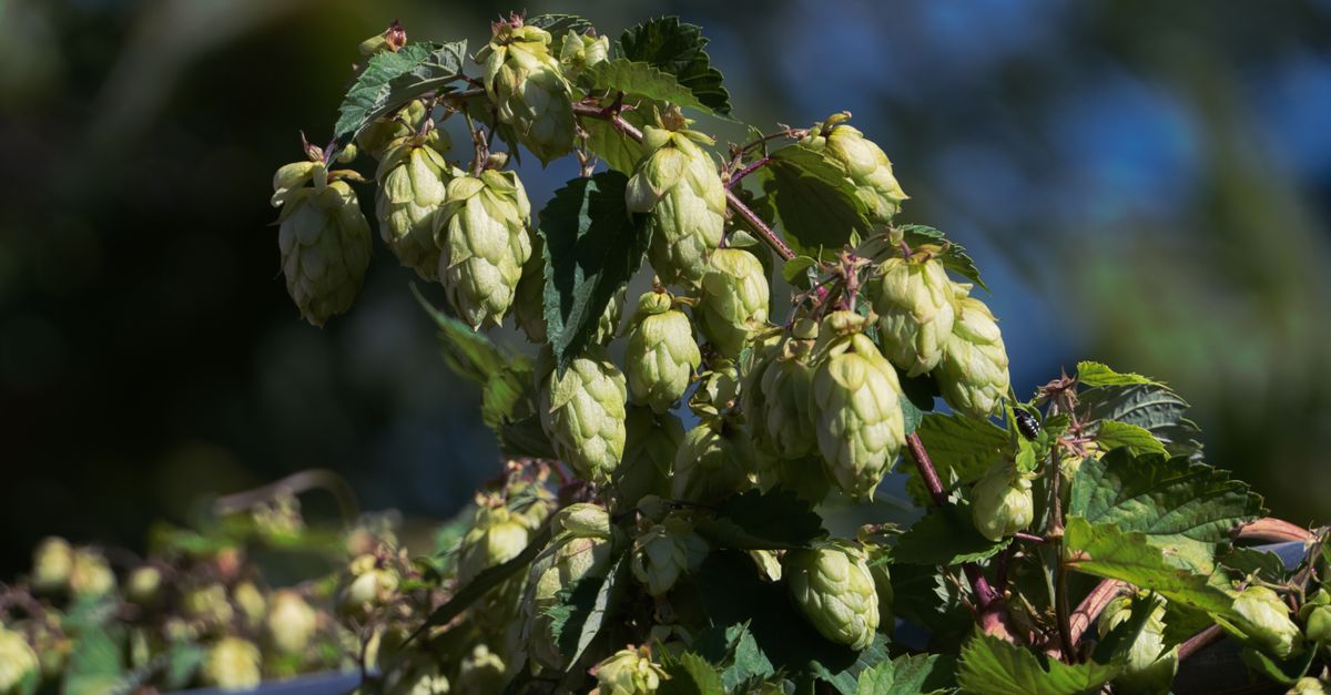 Hops farming
