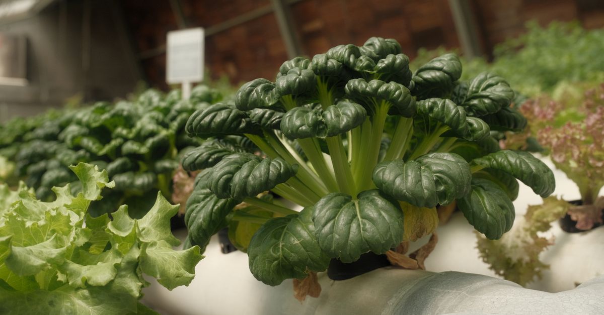 Hydroponic Lettuce farming