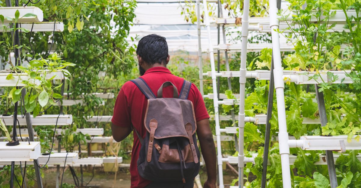 Hydroponics Farming farming