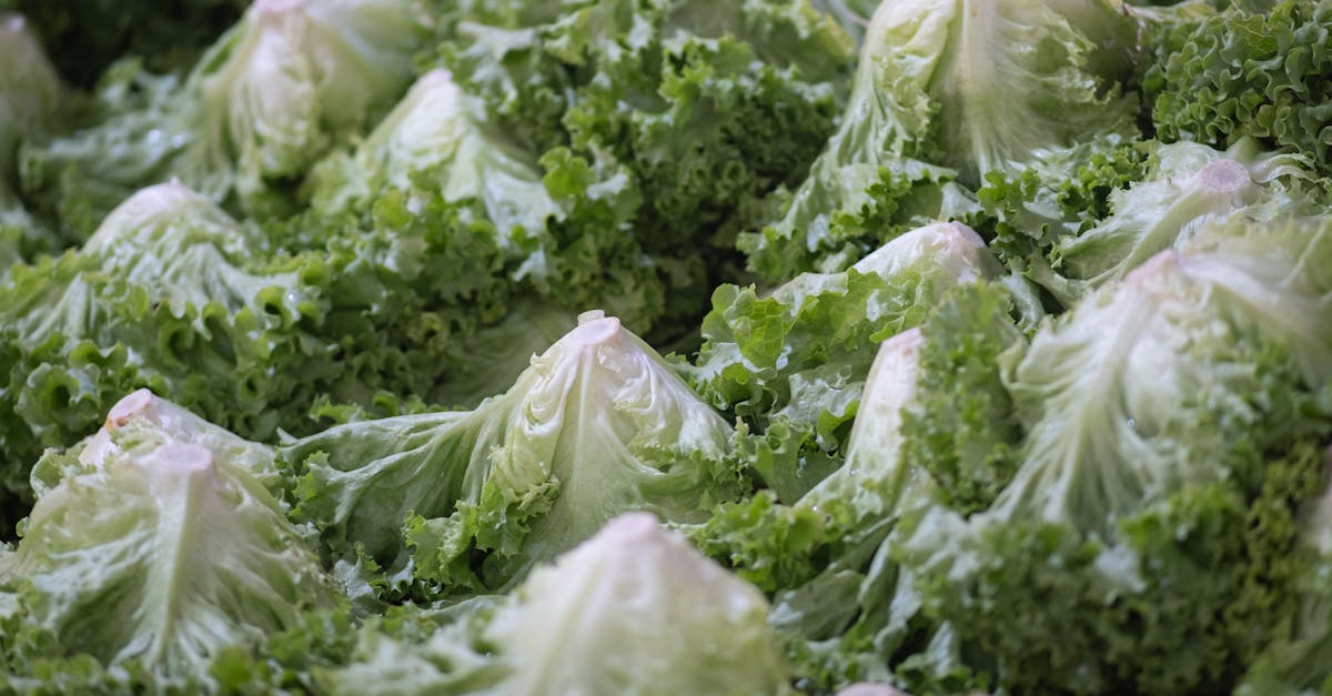 Iceberg Lettuce farming