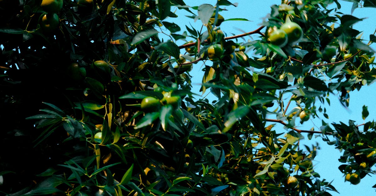 Jojoba farming