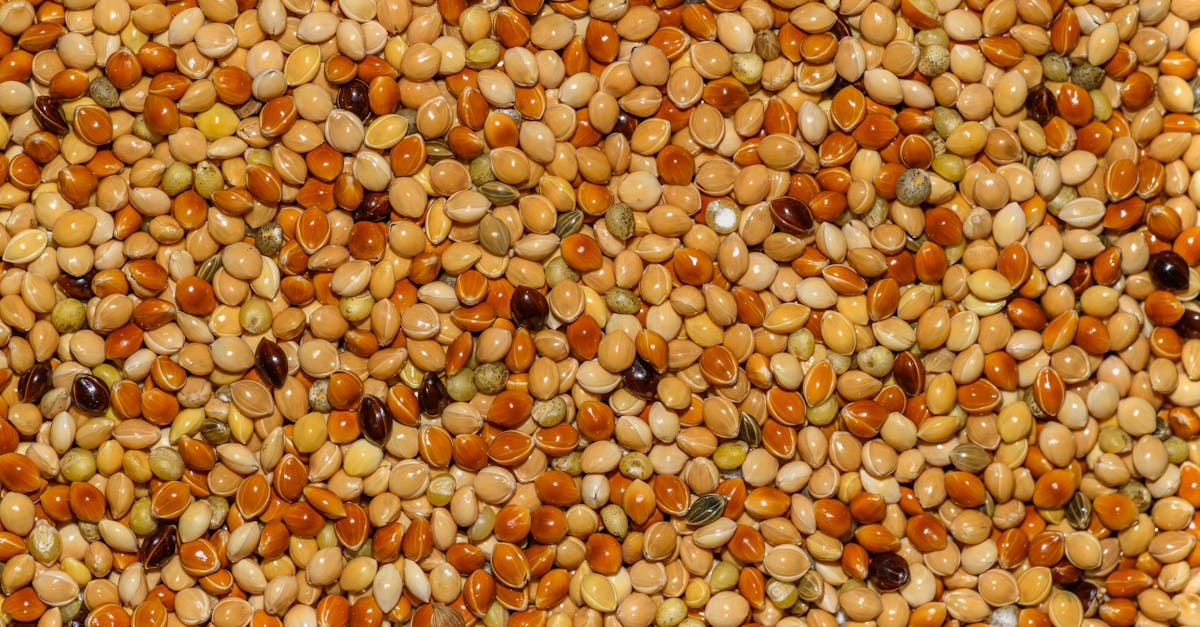 Jowar (Sorghum)