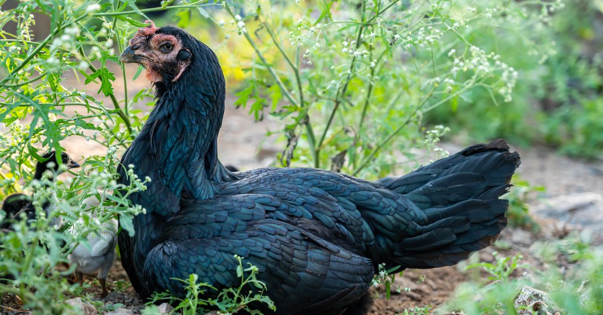 Kadaknath Poultry Farming farming