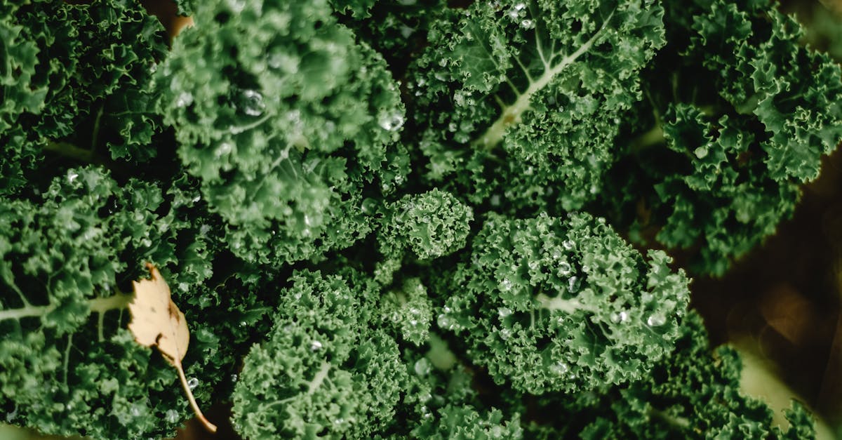 Kale farming