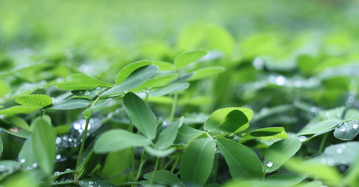 Fenugreek