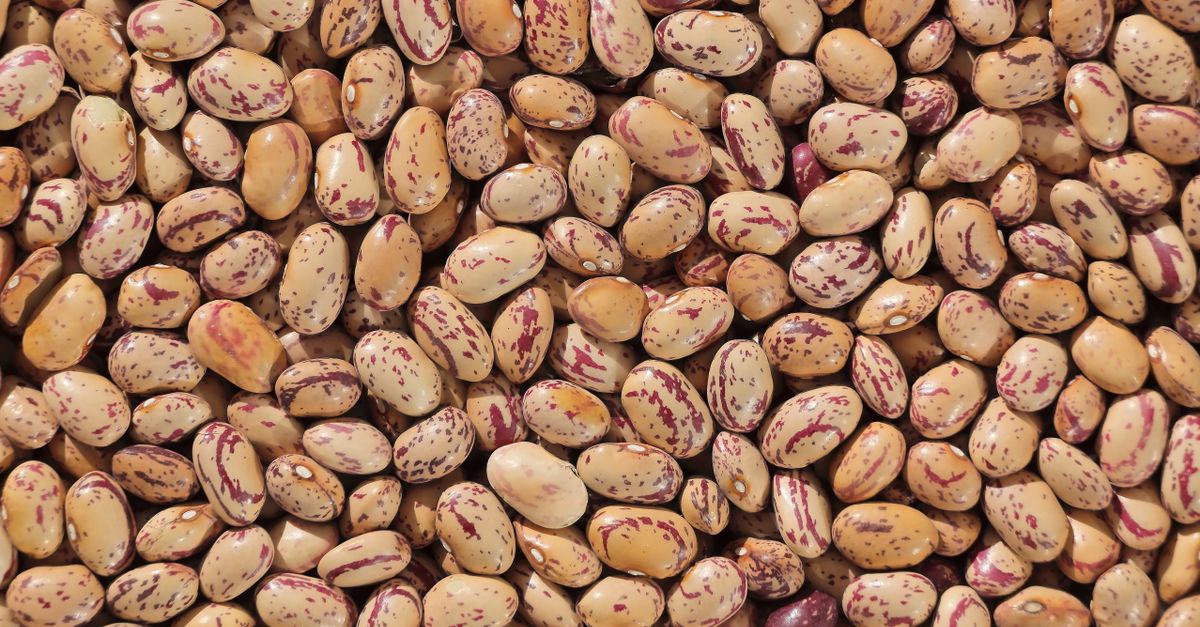 Khejri (Desert Bean) farming