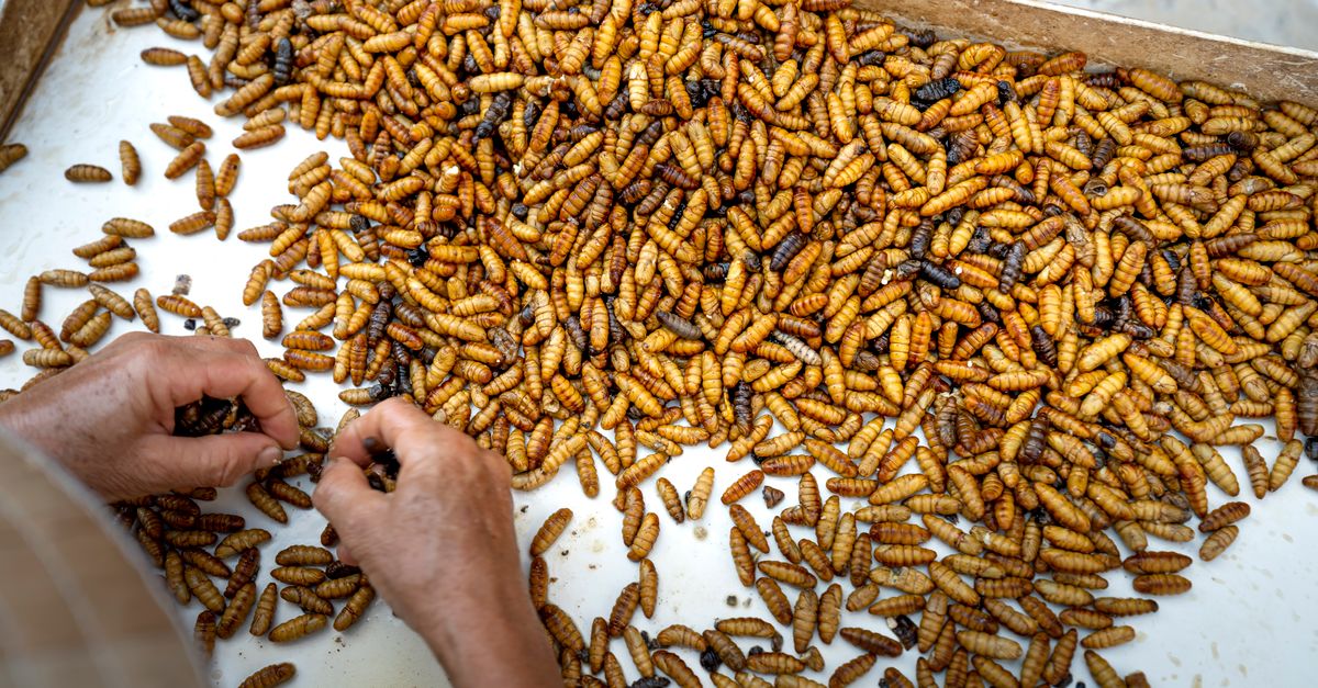 Lac Culture (Lac Insect Farming) farming
