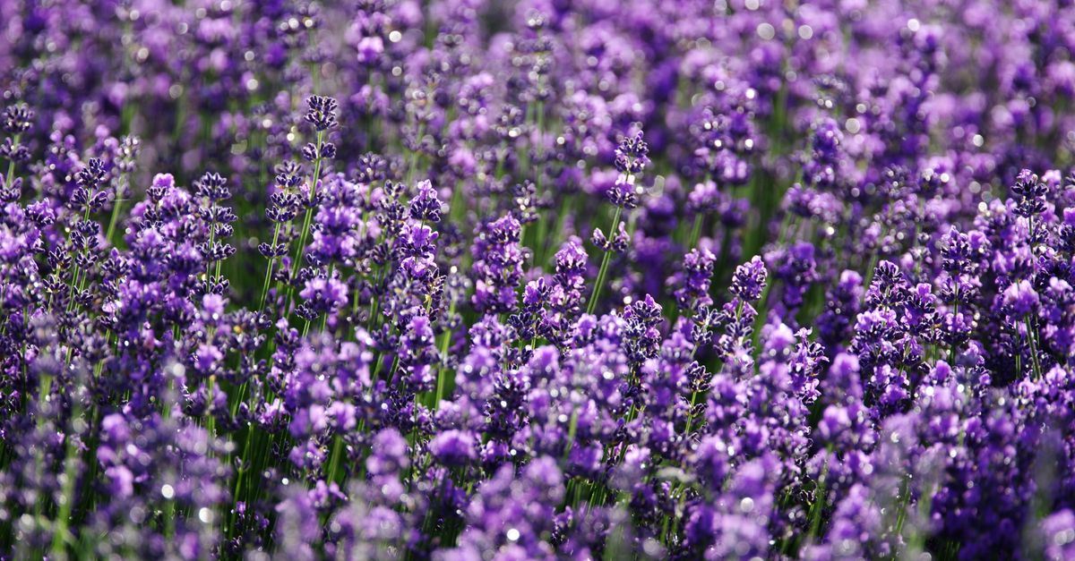 Lavender farming