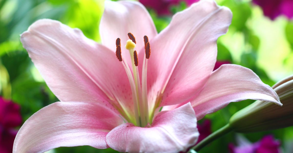 Lilium farming