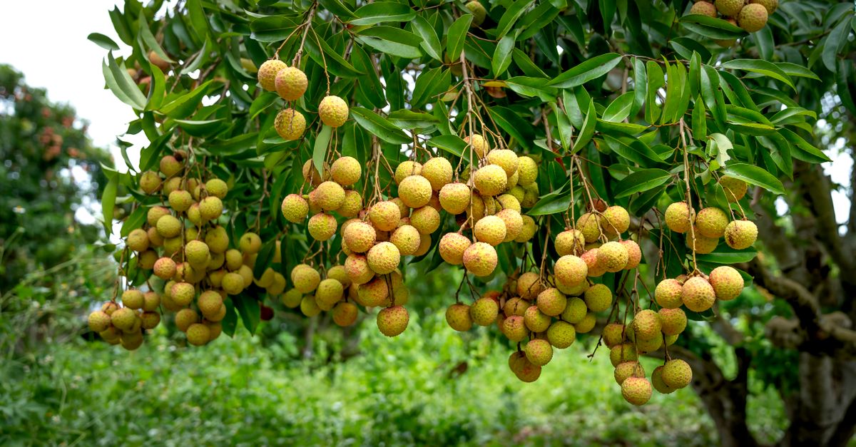 Litchi