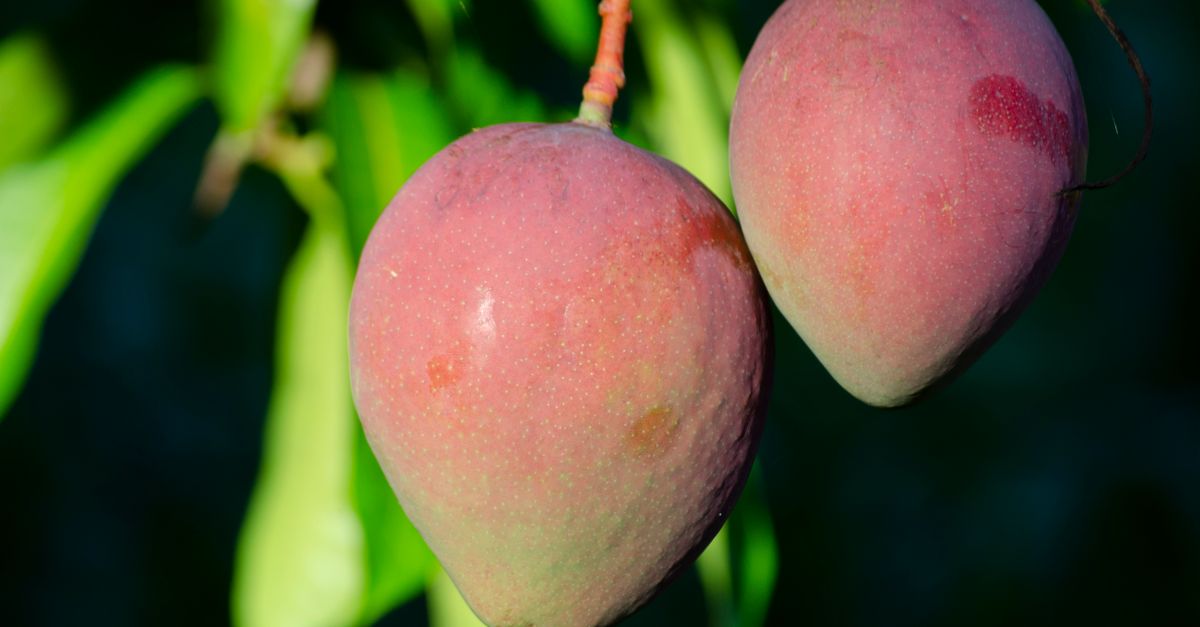 Mango (Alphonso/Kesar/Banganapalli)