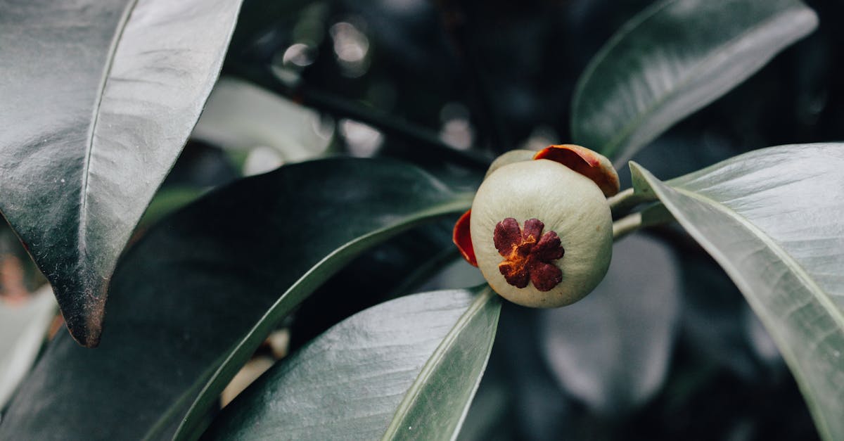 Mangosteen farming