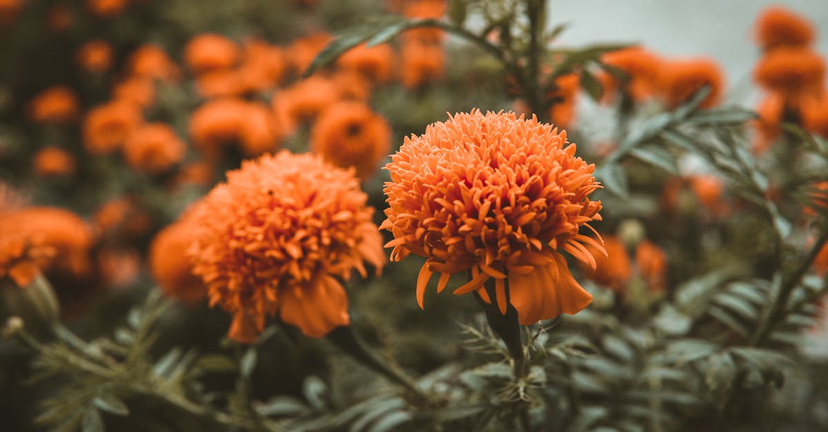 Marigold (for Lutein and Xanthophyll Extraction) farming