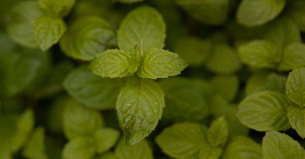 Mint and Mentha Oil