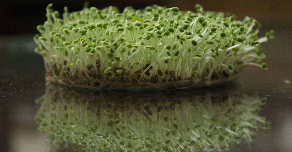 Microgreens farming