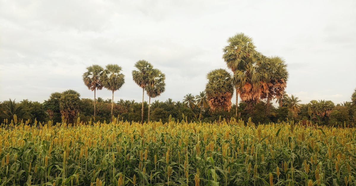 Millets Mix (Shree Anna)