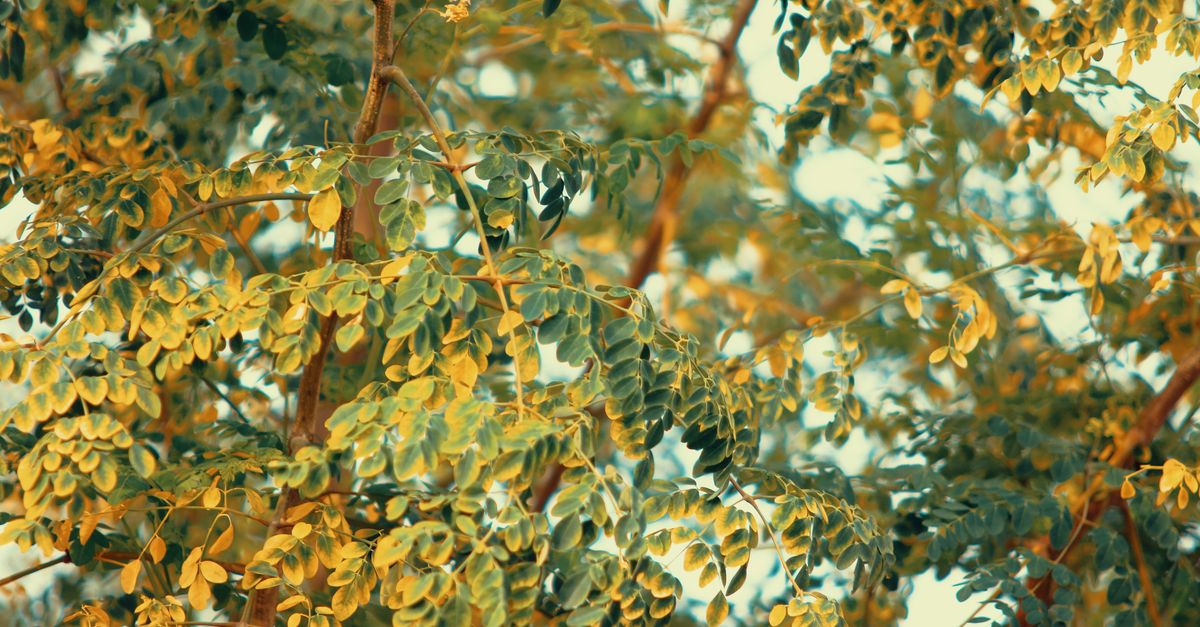 Drumstick (Moringa)