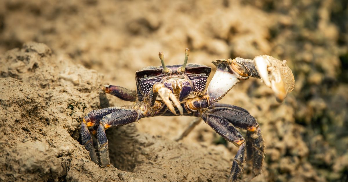 Mud Crab Fattening farming