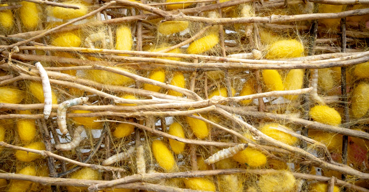 Mulberry Sericulture (Silk Farming) farming