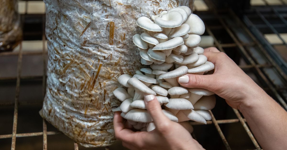Mushroom Spawn Production Business farming