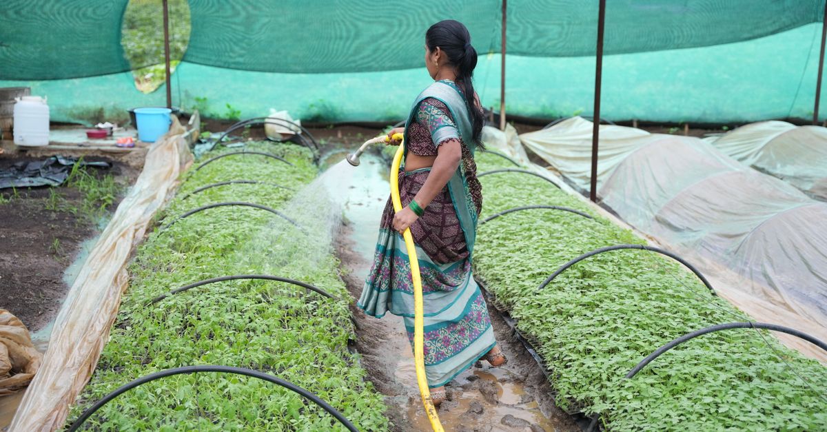 Net House and Shade Net Farming farming