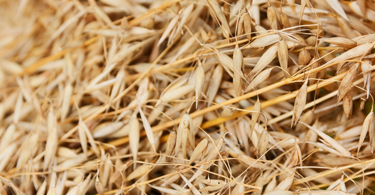 Oats farming