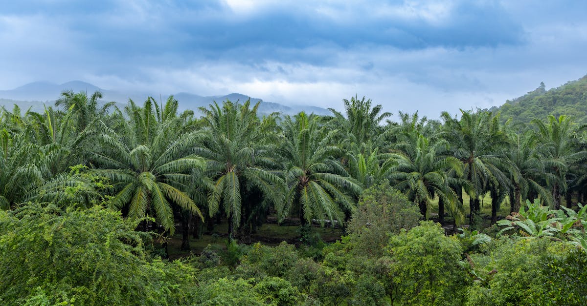 Oil Palm farming