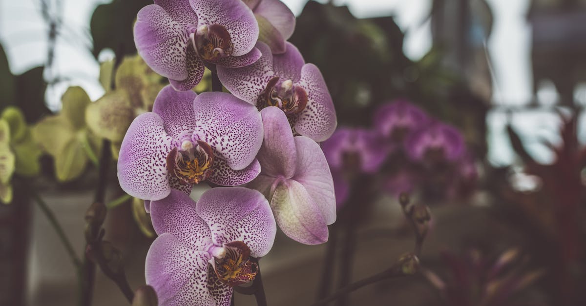 Orchid farming