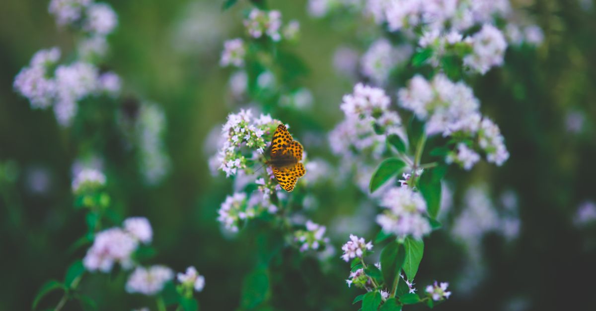Oregano farming