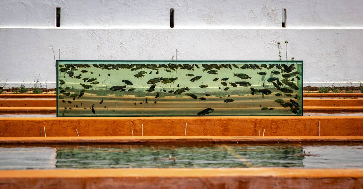 Ornamental Fish Farming farming