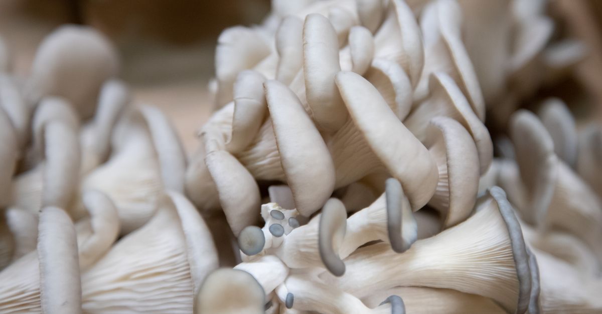 Oyster Mushroom farming