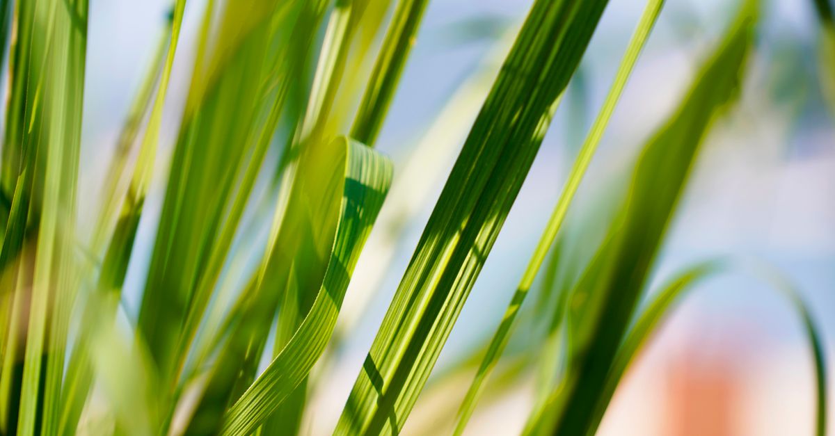 Palmarosa farming