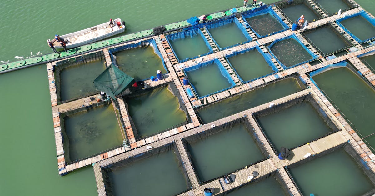 Pangasius Farming farming