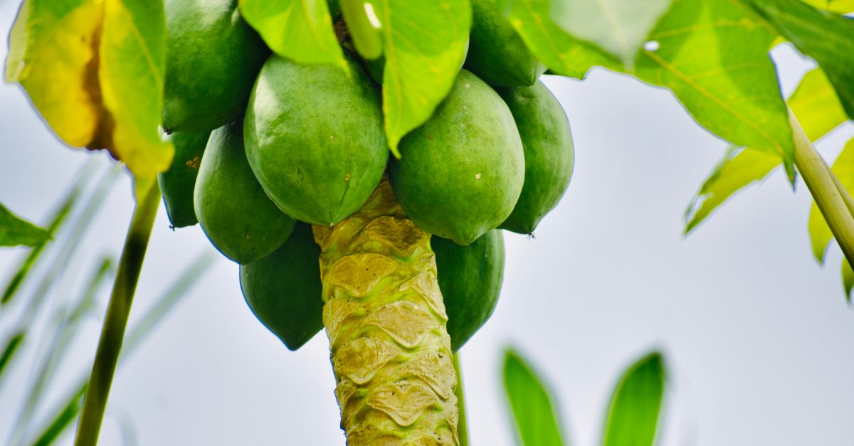 Papaya