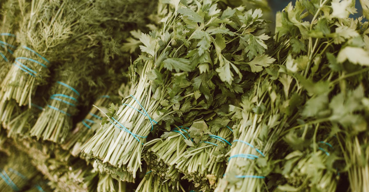 Parsley farming
