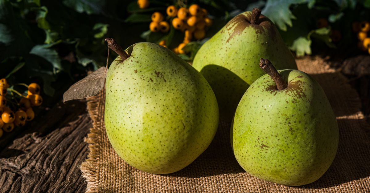 Pear farming