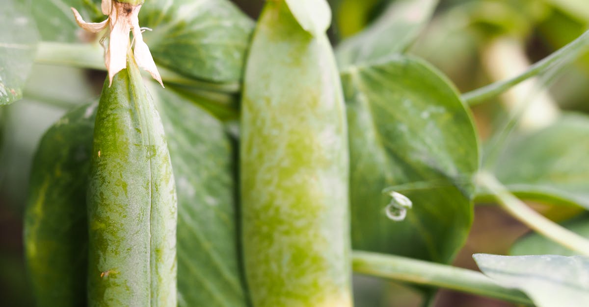 Frozen Vegetables (IQF peas, okra, mixed and others)