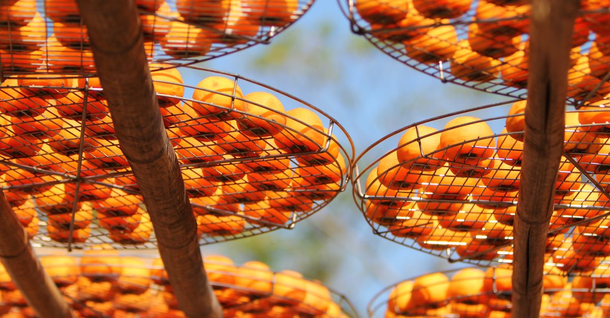 Persimmon (Japani Phal) farming
