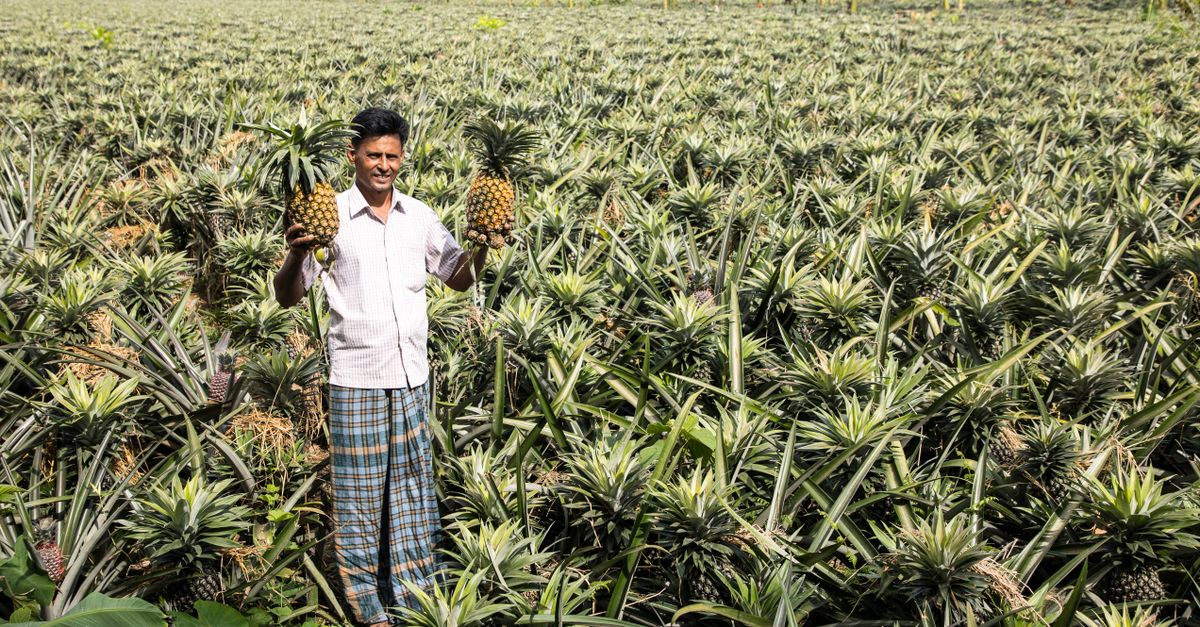 Pineapple