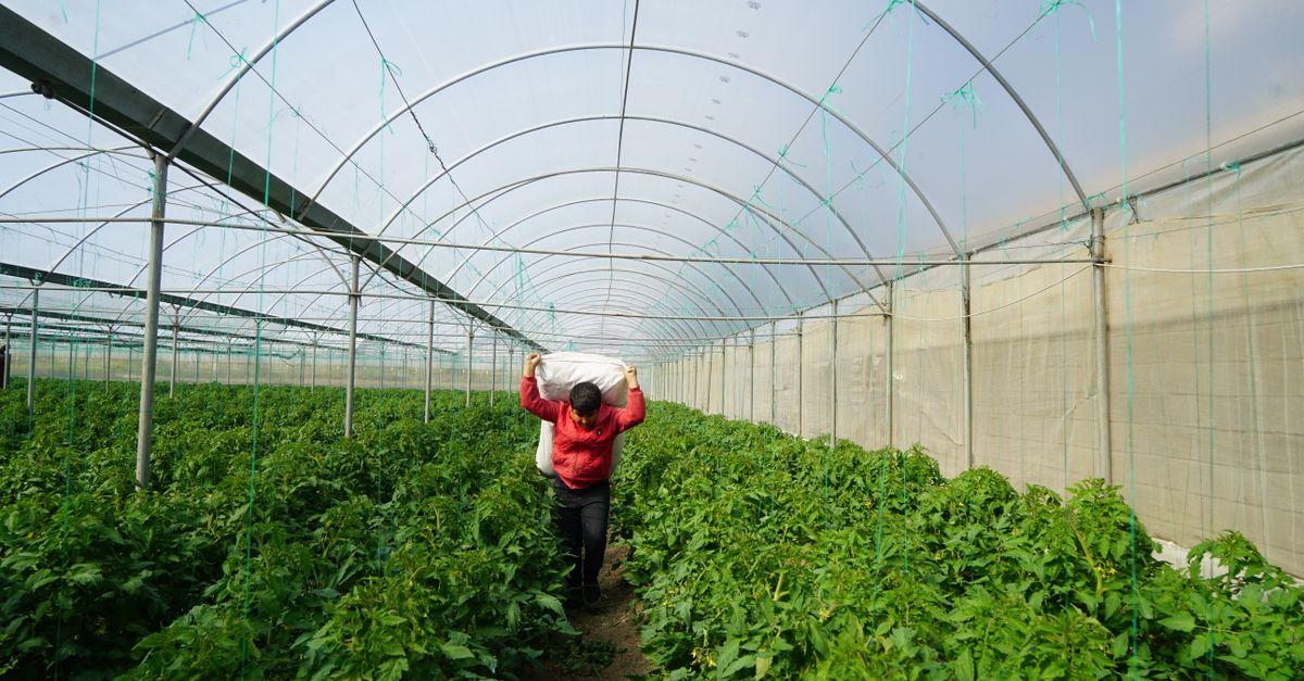 Polyhouse Vegetable Farming farming